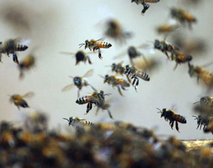 Pesquisadores criam soro para picada de abelhas